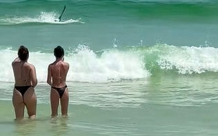Tubarão ataca pelicano em praia da Flórida; assista