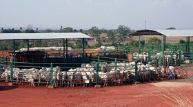 Clima favorece surgimento de doenças em plantas e exige atenção  