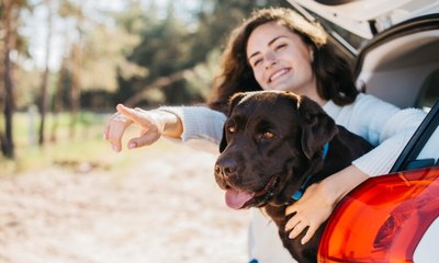 Cuidados essenciais para viajar com os pets durante as férias