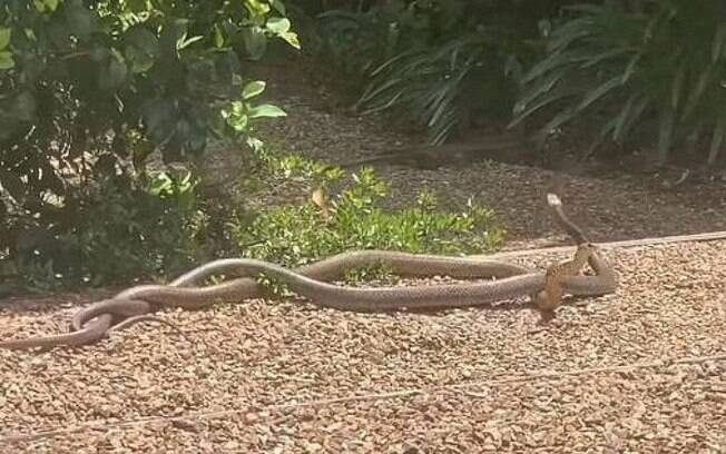 Duas Cobras-Marrons, espécie que mais mata na Austrália, disputavam por fêmea em quintal de casa.