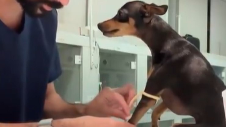 Pinscher viraliza por comportamento calmo e encanta internautas
