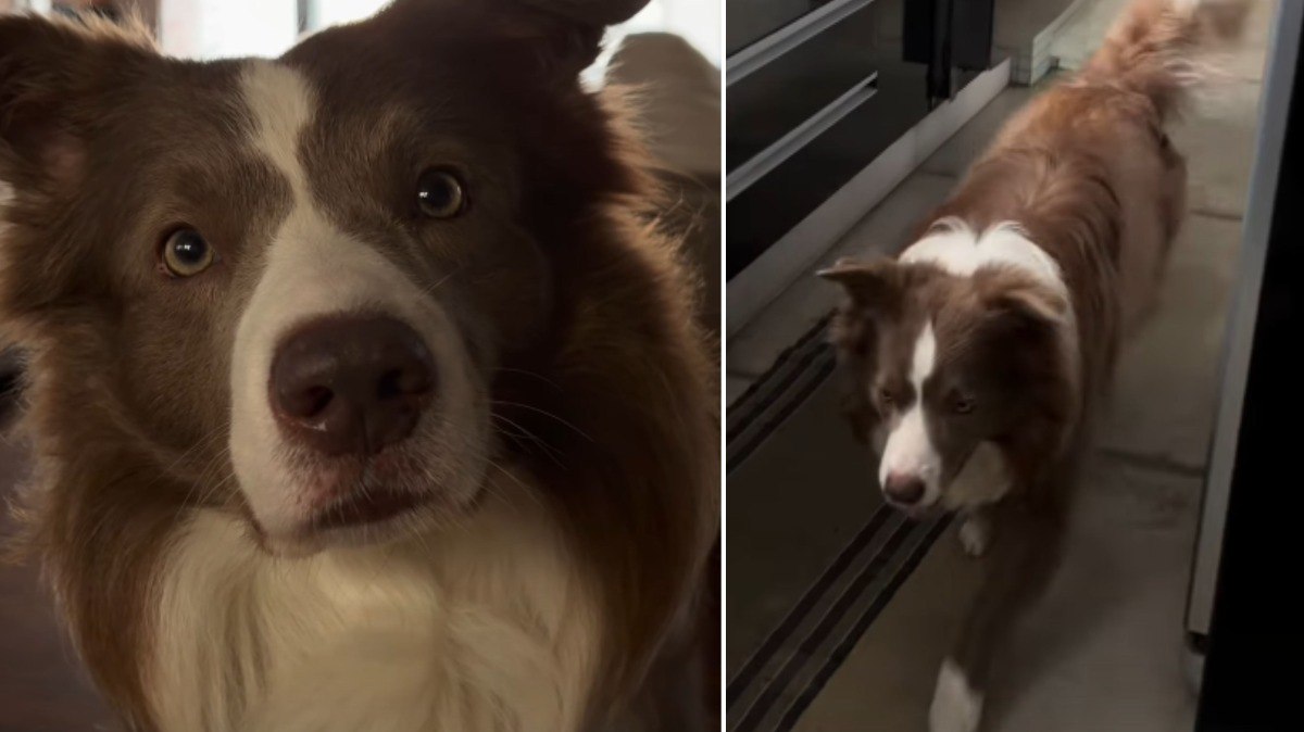 Cachorro surpreende ao cobrar tutores para não perder a missa