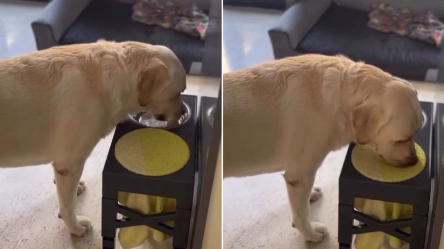 Cachorro viraliza ao secar a boca após beber água Cachorro viraliza ao secar a boca após beber água