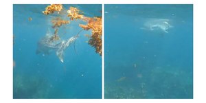 Tubarão ataca e arrasta mergulhadora para o fundo do mar; assista