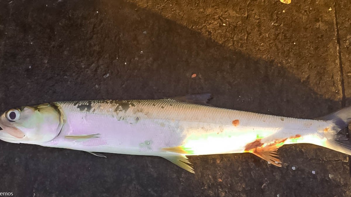 Peixe Ubarana