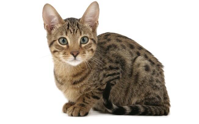 Conheça as raças de gatos mais raras do mundo e se impressione com as peculiaridades