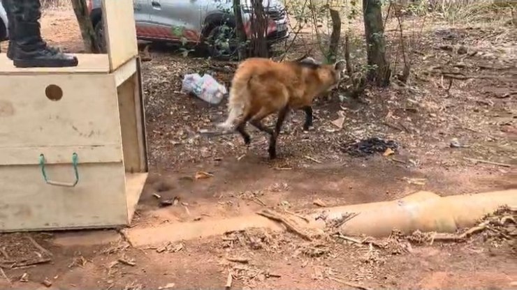 VÍDEO: Lobo-guará é solta pela Polícia Militar Ambiental e volta á natureza em Araraquara