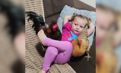 Menina curte ar-condicionado com galo e calinha