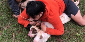 Homem imobiliza dois pitbulls após sofrer ataque no MT