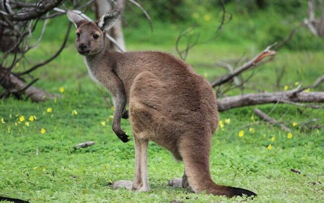 Os marsupiais são animais muito fofos