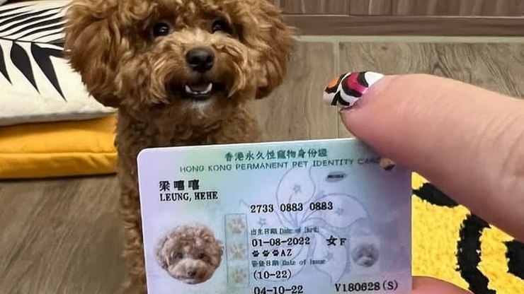 Cadastro oficial de cães e gatos chega a Hong Kong