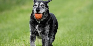Quais cuidados ter com os pets idosos? Especialista explica