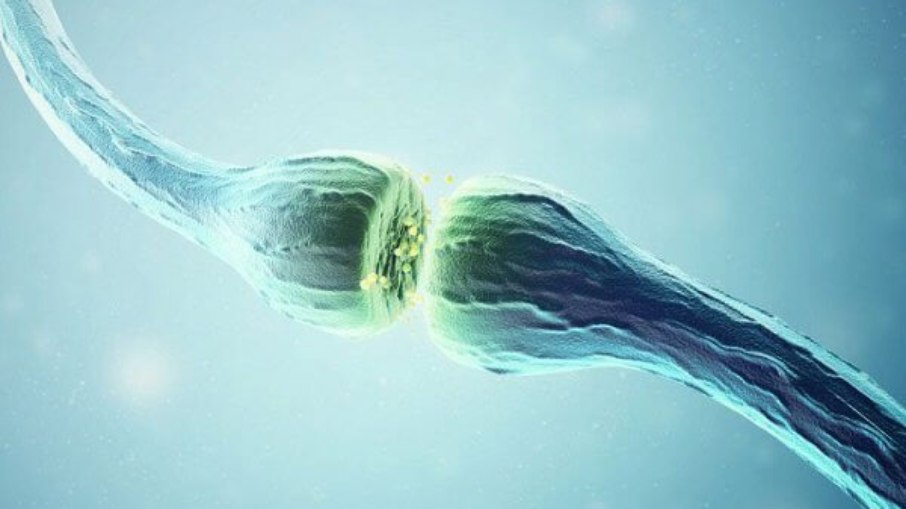 acetilcolina
