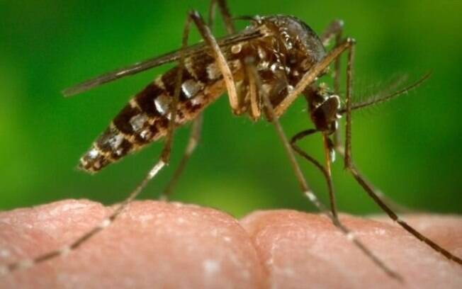 Estudantes irão fortalecer o combate ao mosquito Aedes aegypti com a 