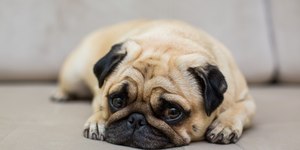 Fígado em risco: sinais silenciosos em cães e gatos