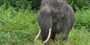 Elefante ataca guardas florestais e deixa 3 feridos; veja o vídeo