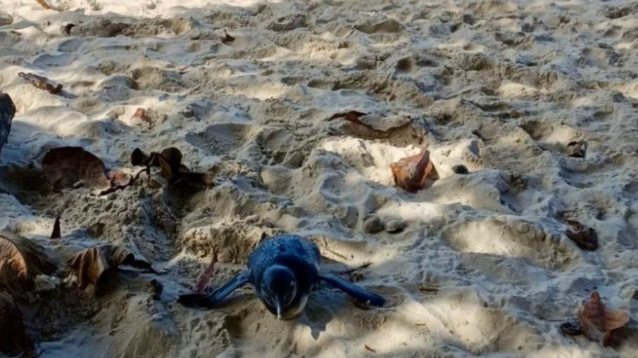 Pinguim é resgatado em praia do Litoral Norte de São Paulo Pinguim é resgatado em praia do Litoral Norte de São Paulo