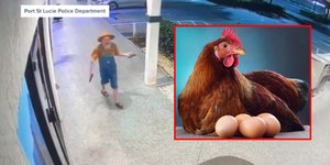 Quantos ovos uma galinha bota? Discussão acaba em tiroteio em bar