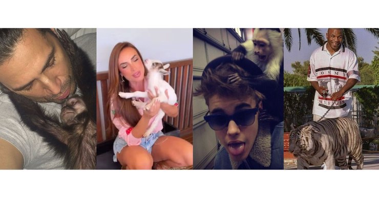 Vaca, tigre e pavão: os pets mais caros das celebridades