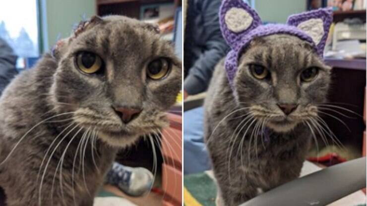 Sem orelhas, gata ganha "próteses" feitas de crochê