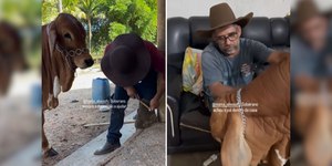 Boi viraliza na web ao invadir casa em busca de carinho