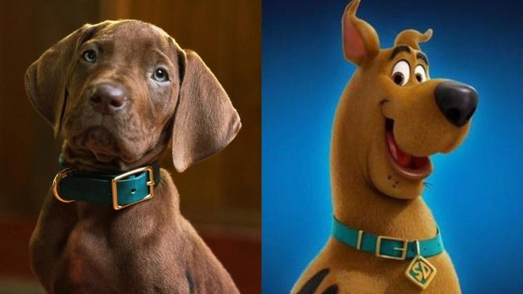 Scooby-Doo será vivido pela 1ª vez por cachorro real; saiba mais