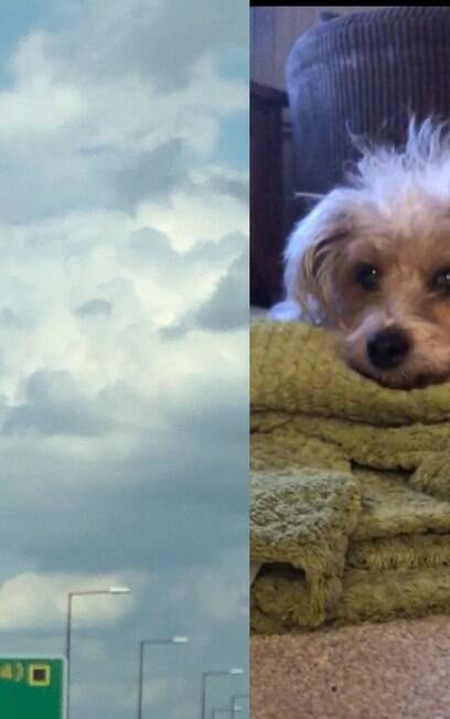 Tutora vê rosto de cão falecido nas nuvens e compartilha foto do momento