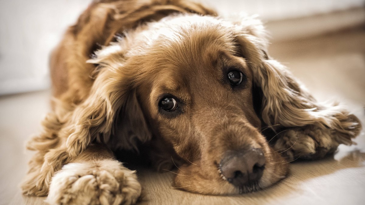 Cachorro comendo cocô de gato? Entenda o comportamento e como resolver