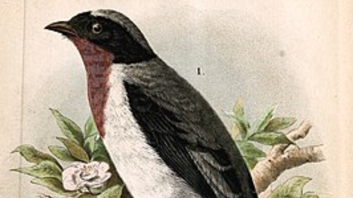 Ilustração da saíra-apunhalada feita pelo Journal für Ornithologie
