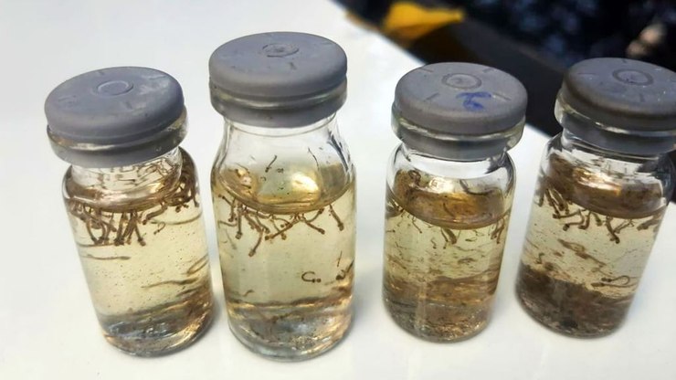 Araçatuba mantém alerta de epidemia de dengue após novo índice de infestação