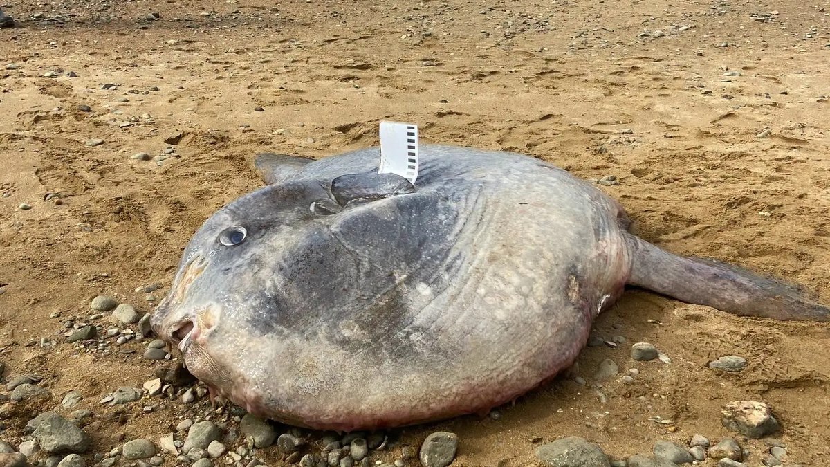 Fêmea adulta de peixe-lua, com cerca de 400 kg, encontrada na praia de Wellfleet, em Cape Cod, Massachusetts Fêmea adulta de peixe-lua, com cerca de 400 kg, encontrada na praia de Wellfleet, em Cape Cod, Massachusetts