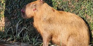 Capivara é espancada no Rio; PM tenta identificar 8 agressores