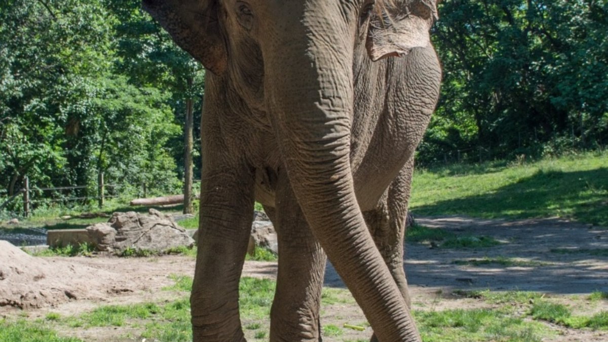 Happy, elefanta símbolo de pesquisas científicas, é sacrificada