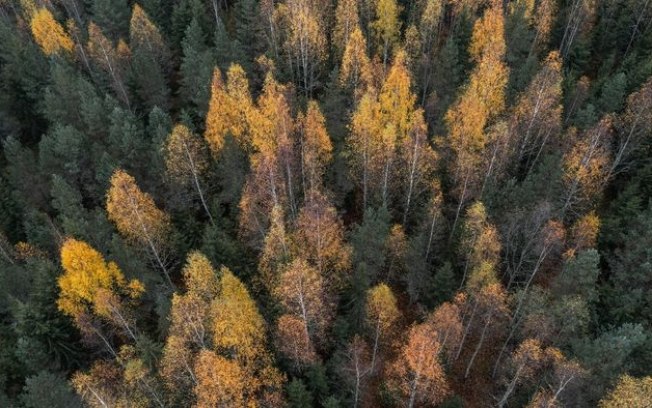 O paradoxo da crise climática na maior floresta do mundo