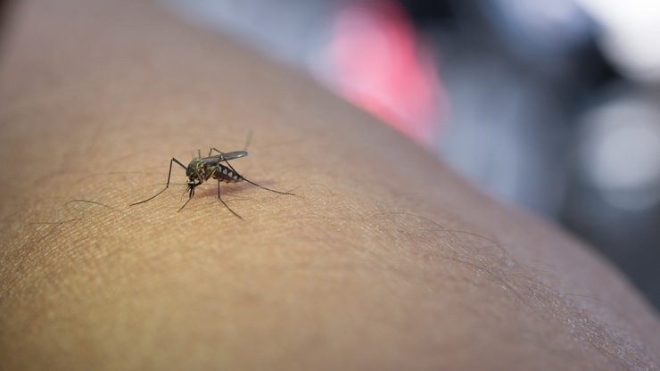 Mosquitos são encontrados pela primeira vez na Islândia; entenda