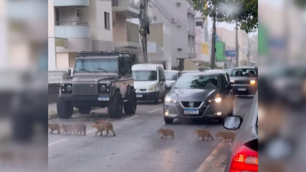 Capivaras pausam o trânsito ao atravessar avenida Capivaras pausam o trânsito ao atravessar avenida