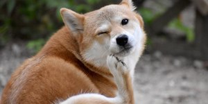 O que todo tutor precisa saber sobre pulgas e carrapatos