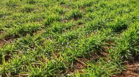 Safra de laranja 2025/26 deve crescer 36%