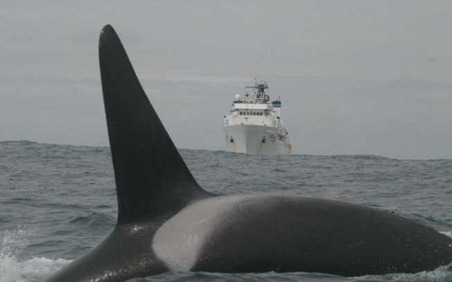 Orcas afundam iate na costa do Marrocos em apenas 45 minutos