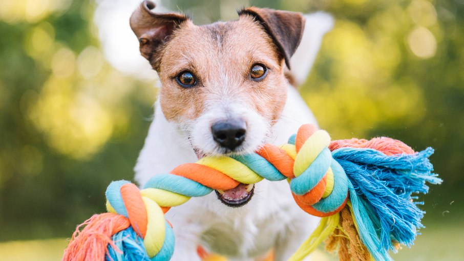 Veterinário alerta para perigos de brinquedos de corda para cães