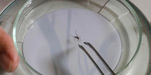 Campinas aposta em mosquitos com bactéria para frear a dengue