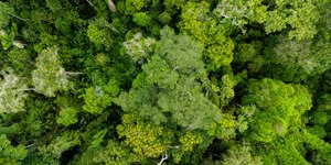 Amazônia registra queda superior a 30% no desmatamento