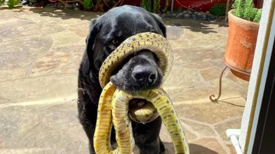 Cobra se enrola em focinho de cachorro