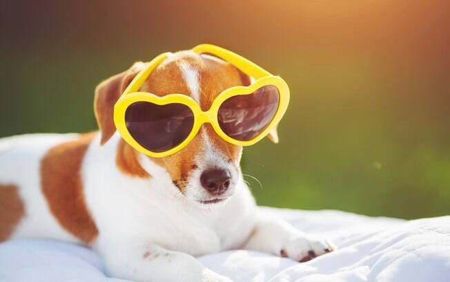 É muito importante passar protetor solar em cães principalmente nos brancos