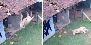 VÍDEO: vaca despenca sobre casa e destrói parte do telhado