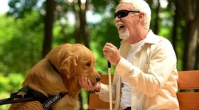 Entenda a importância do cão-guia para deficientes visuais