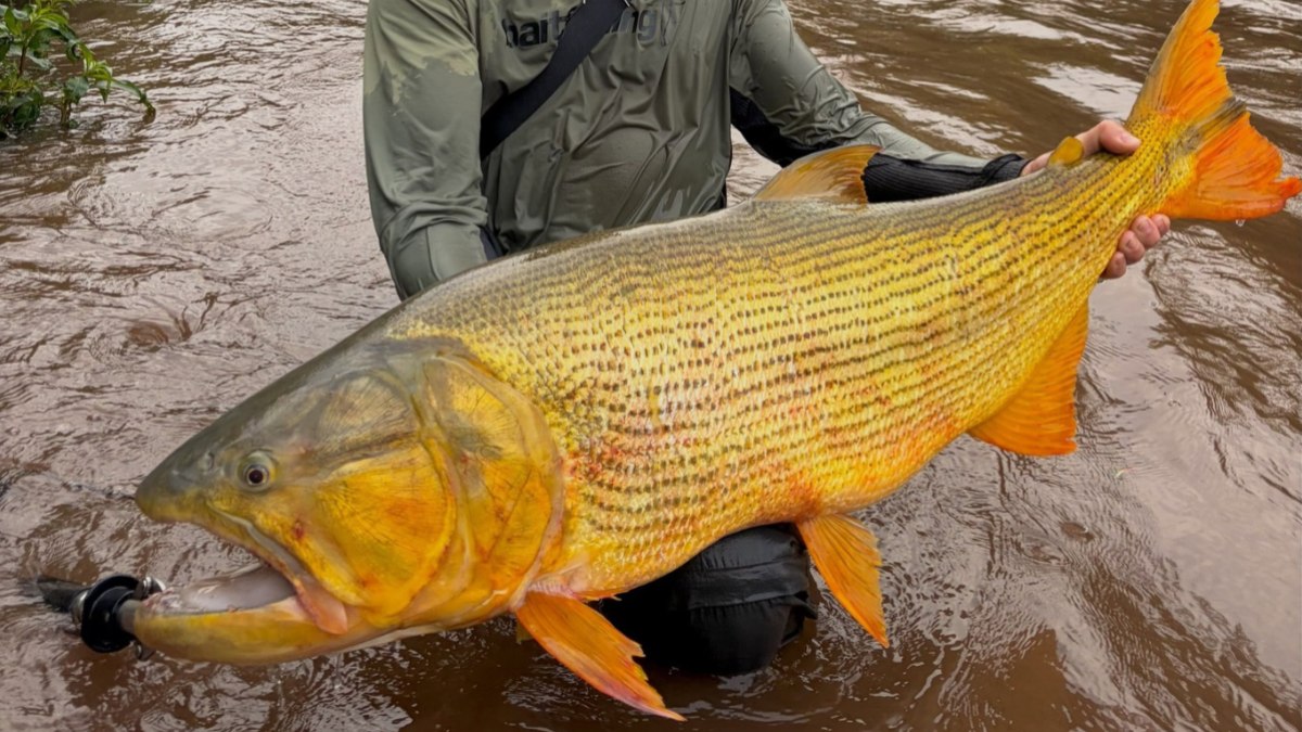 Pescador bate recorde brasileiro ao fisgar dourado de 98 cm