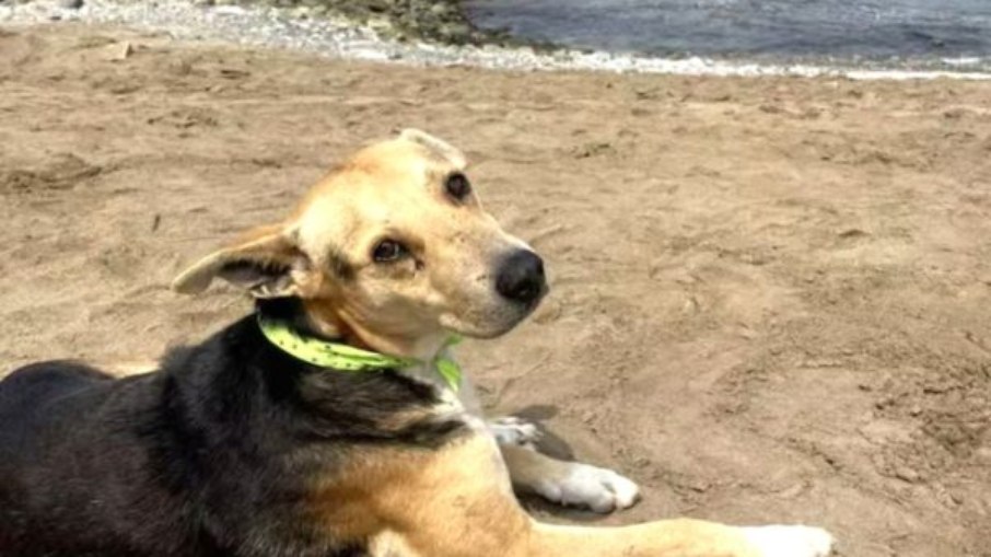 O cãozinho Vaguito espera há cinco anos por seu dono na beira do mar no litoral do Peru