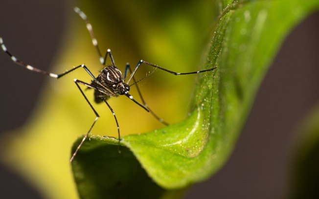 Vacina contra a Dengue estará disponível no SUS? Entenda os detalhes