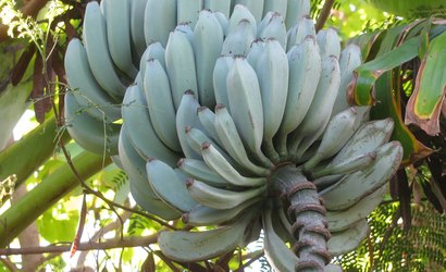 Banana Blue Java: fruta azul tem sabor que lembra baunilha